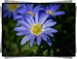 Kwiat, Niebieski, Zawilec apeniński