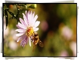 Aster, Pszczoła