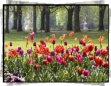 Niemcy, Baden-Baden, Wiosna, Park, Tulipany, Drzewa