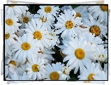 Kwiaty, Białe, Margarytki