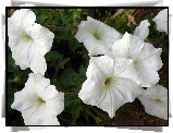 Białe, Kwiatki, Petunia ogrodowa