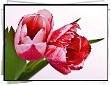 Tulipany, Białe, Tło