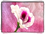 Biało-różowy, Kwiat, Grafika