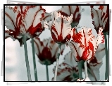 Tulipany, Biało, Czerwone