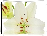 Lilia, Biały, Kwiat