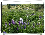 Pies, Biały, Labrador retriever, Łąka, Łubin, Drzewa