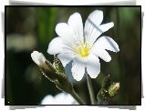 Biały, Kwiat, Rogownica Polna