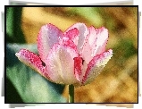 Różowo, Biały, Tulipan