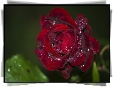 Bordowa Róża, Kwiat, Krople