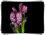 Hiacynt, Bukiet, Kwiaty