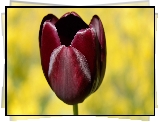 Burgundowy, Tulipan