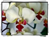 Biało, Czerwona, Orchidea