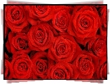 Bukiet, Czerwone, Róże