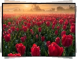 Pole, Plantacja, Tulipany, Czerwone, Wschód słońca, Mgła