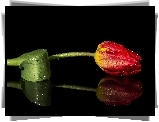 Czerwony, Tulipan, Krople, Rosy