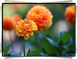Dalia, Pomarańczowa, Kwiat
