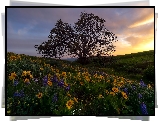 Drzewo, Żółte, Kwiaty, Łubin, Park stanowy, Columbia Hills Historical, Stan Waszyngton, Stany Zjednoczone