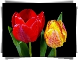 Dwa, Tulipany