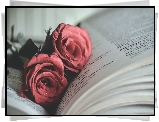 Książka, Dwie, Róże