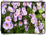 Fioletowe, Kwiaty, Astry, Marcinki