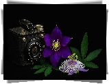 Aparat fotograficzny, Brownie, Fioletowe, Kwiaty, Clematis, Czarne, Tło