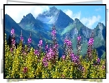 Francja, Góry Alpy, Kwiaty
