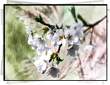 Gałązka, Białe, Kwiaty, Grafika