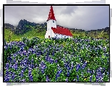 Góry, Kwiaty, Łubin, Kościół, Miejscowość Vik i Myrdal, Islandia