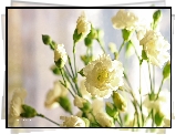 Białe, Goździki, Kwiaty