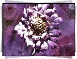 Grafika, Kwiat, Fioletowe tło
