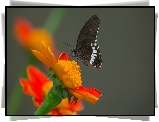 Czarny, Motyl, Papilio polytes romulus - Indian Common Mormon, Pomarańczowy, Kwiat, Popielate, Tło