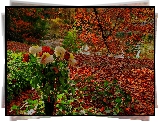 Jesień, Drzewa, Liście, Bukiet, Astry, Róże