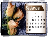 Kalendarz, Róże, Wrzesień, 2013r