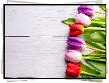 Kolorowe, Tulipany, Białe, Deski