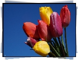Kolorowe, Tulipany, Bukiet, Niebo