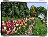 Kolorowe, Tulipany, Ogród, Dom