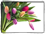 Bukiet, Kolorowych, Tulipanów