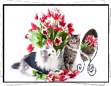 Koty, Lustro, Kwiaty, Bukiet Kwiatów