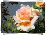 Róża, Krople, Deszczu