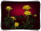 Żółte, Róże, Krople, Rosy