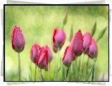 Tulipany, Krople, Deszcz