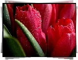 Tulipany, Krople, Wody