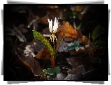 Kwiat, Erythronium, Biały, Psiząb