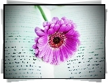 Kwiat, Książka