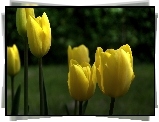 Żółty, Kwiat, Tulipan