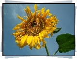 Przyroda, Kwiat, Słonecznik