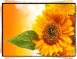 Kwiat słonecznik
