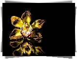Kwiat, Orchidea, Czarne Tło, Odbicie