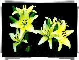 Kwiat, Lilia, Żółta, Zielone Pączki