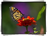 Motyl, Monarcha, Kwiatek, Cynia